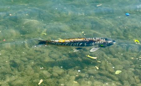 Plusieurs poissons sont visibles la berge du lac