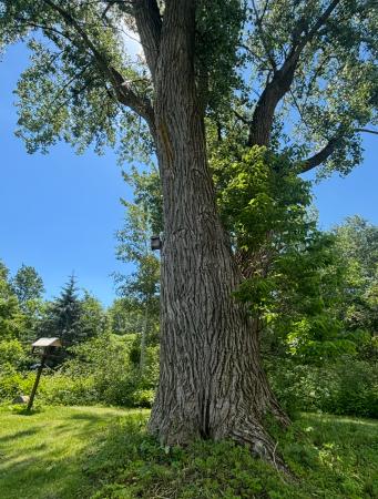 Grand arbre immense à sa base
